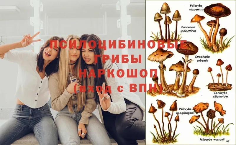 Псилоцибиновые грибы MAGIC MUSHROOMS  mega ONION  Реутов  купить закладку 